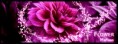 /album/signatury/flower-ii-jpg/